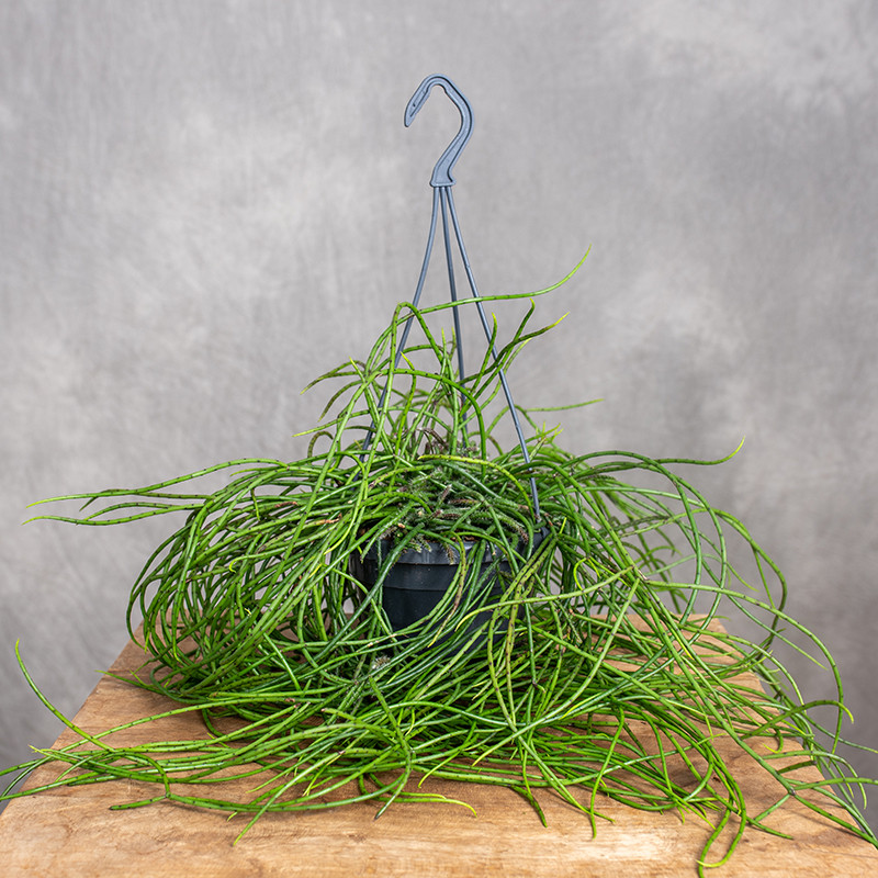 Patyczak Rhipsalis...