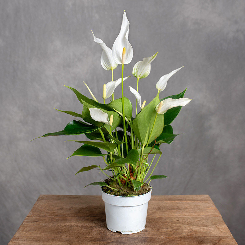 Anturium 'Banderola Cava'