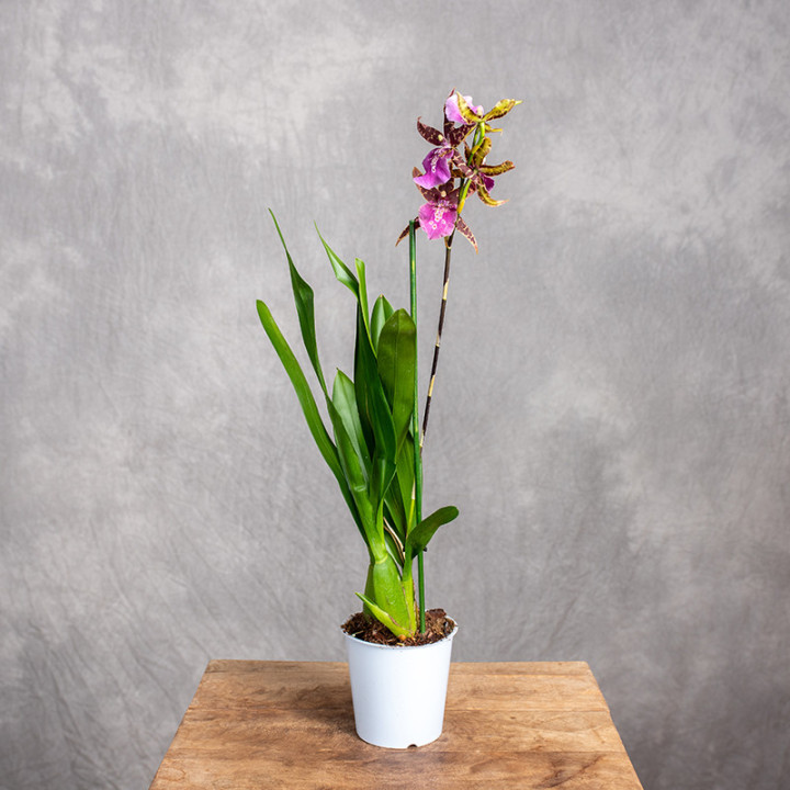 Storczyk Brassia 'Summer Dream' | Tomaszewski