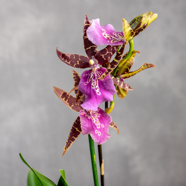 Storczyk Brassia 'Summer Dream' | Tomaszewski