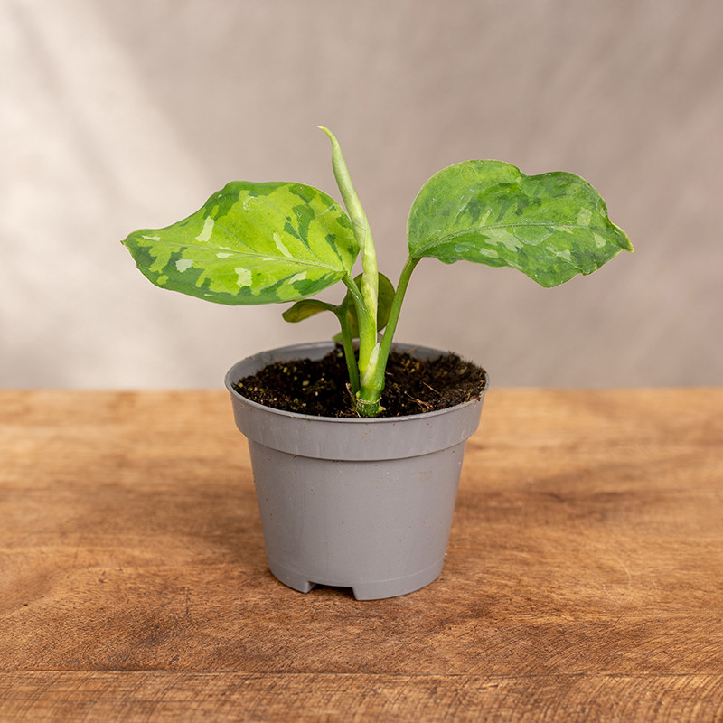 Aglonema 'Pictum Tricolor'...