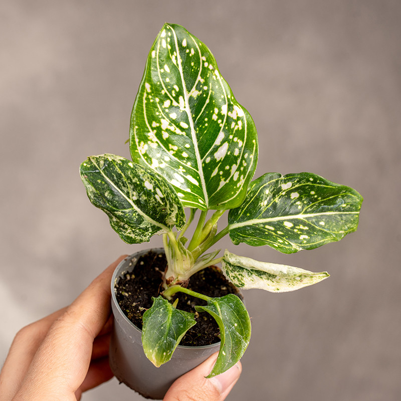 Aglonema 'Tom’s Pride' | Mini