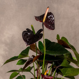 Anturium 'Jambo Black' | Tomaszewski