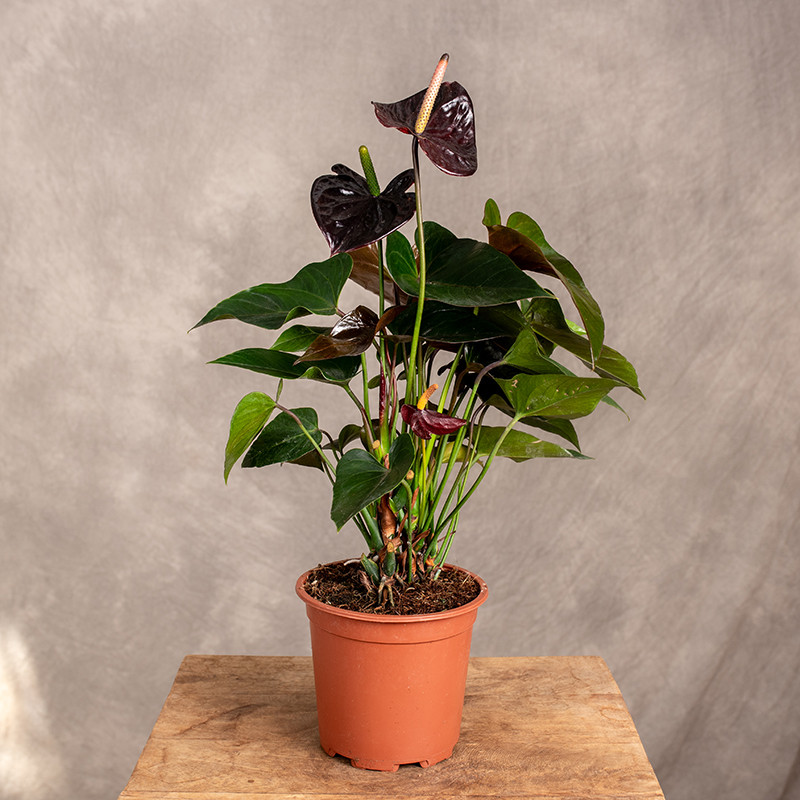 Anturium 'Jambo Black'