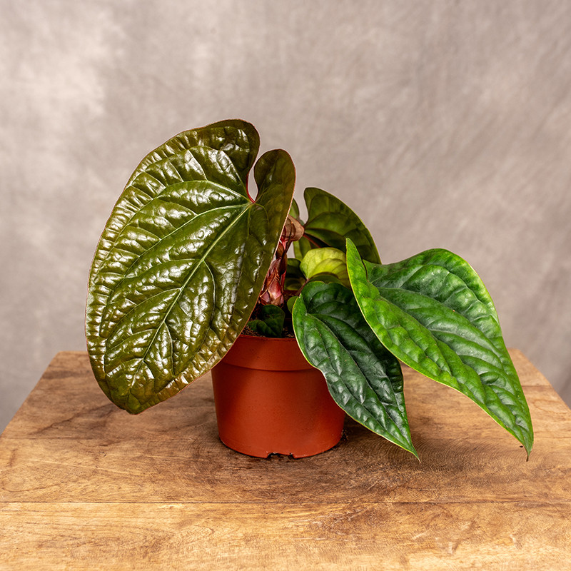 Anturium radicans x luxurians
