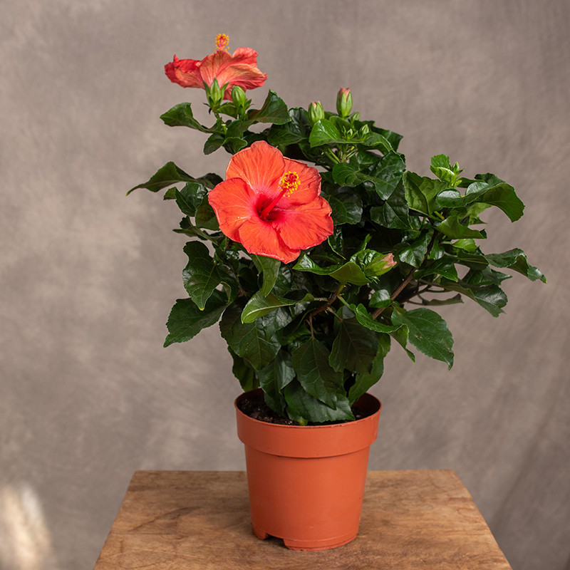 Hibiskus koralowy