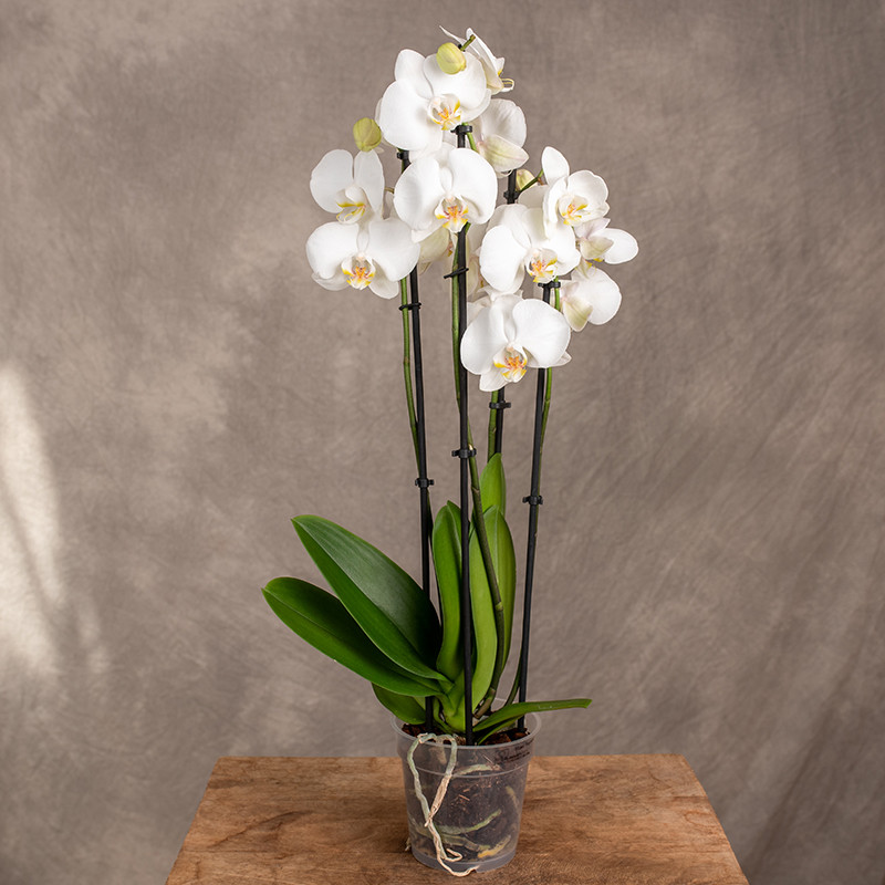 Storczyk biały 4-pędowy