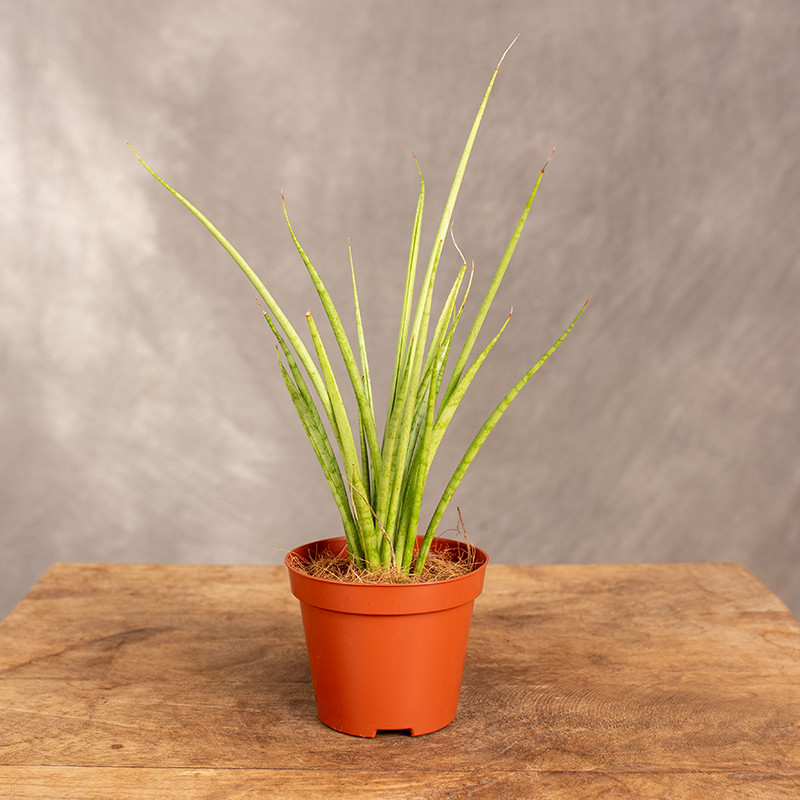 Sansewieria cylindryczna...