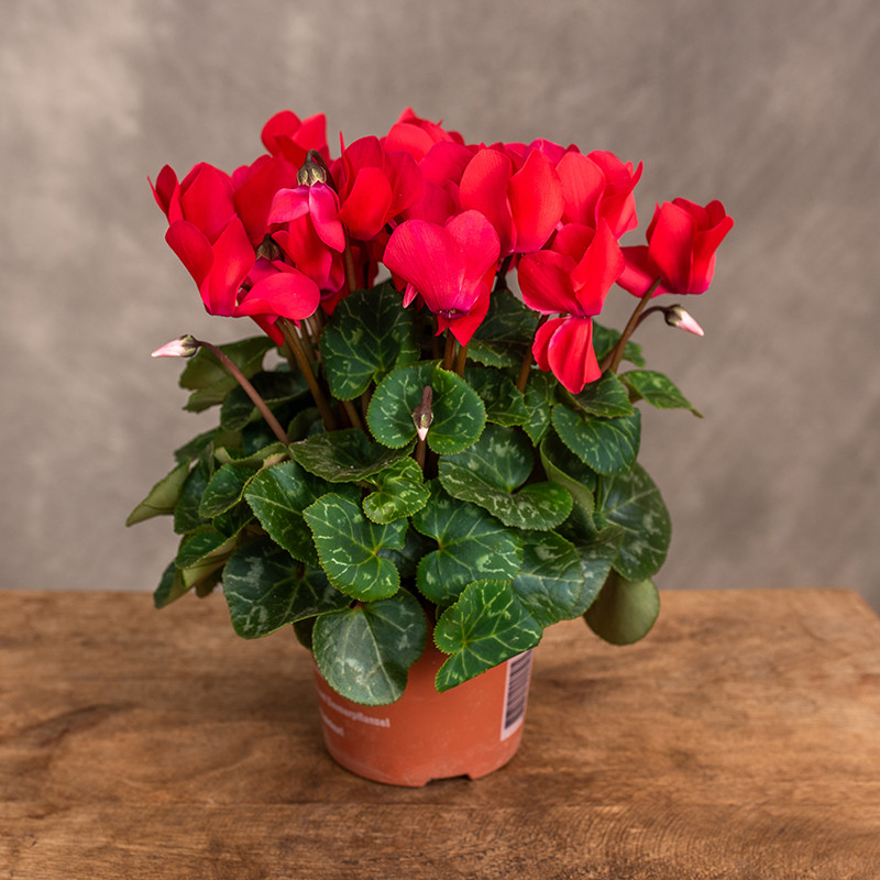 Cyklamen perski | Czerwony