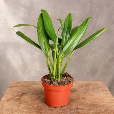 Epipremnum amplissimum | Małe