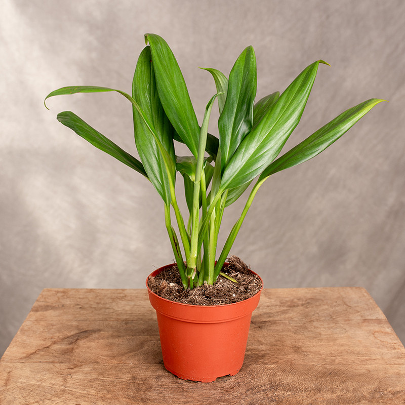 Epipremnum amplissimum | Małe