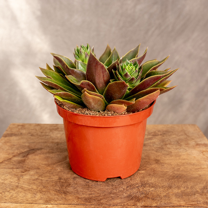 Eszewieria 'Mexico'