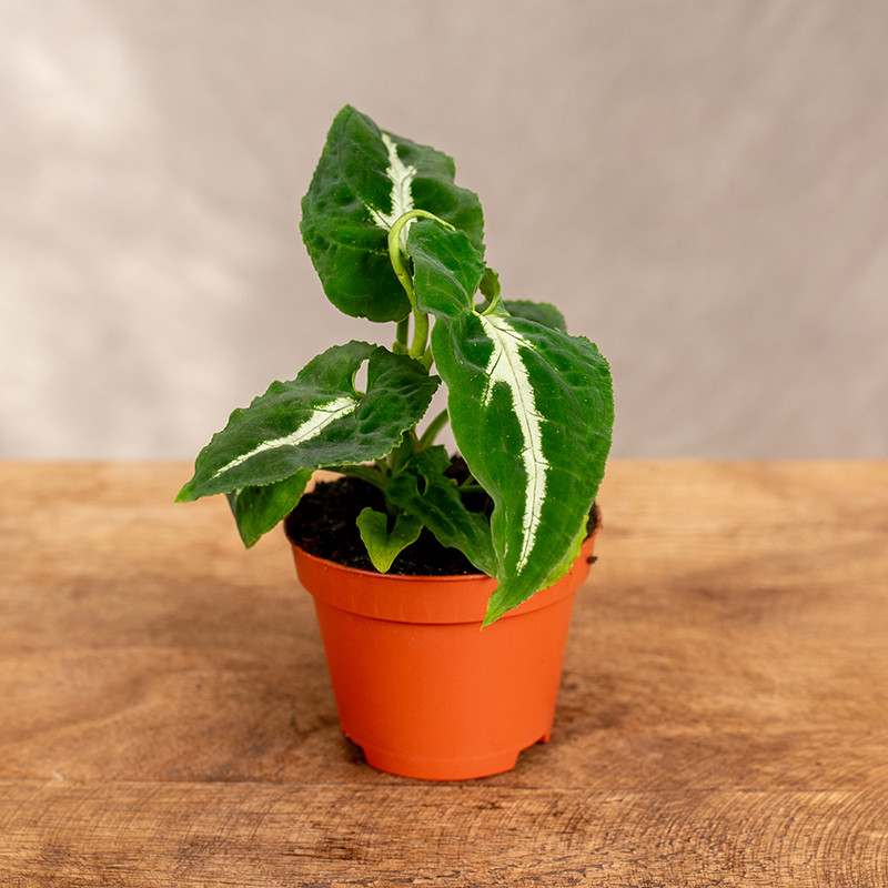 Syngonium wendlandii | Mini