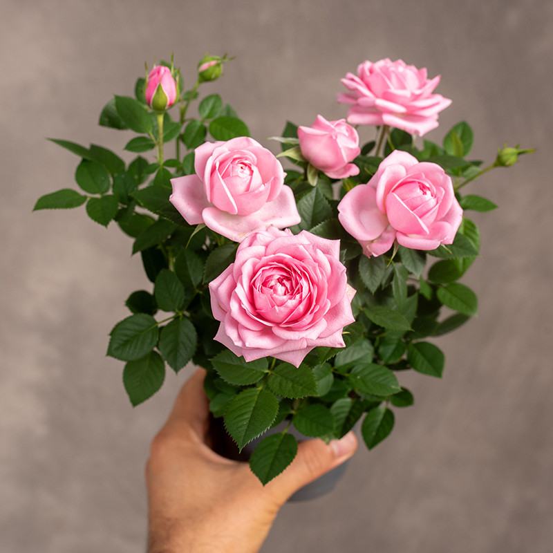 Róża doniczkowa | Jasny Róż