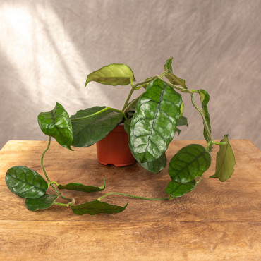 Hoja 'Villosa'