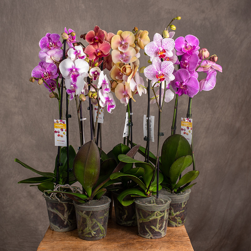 Storczyk 2-pędowy MIX