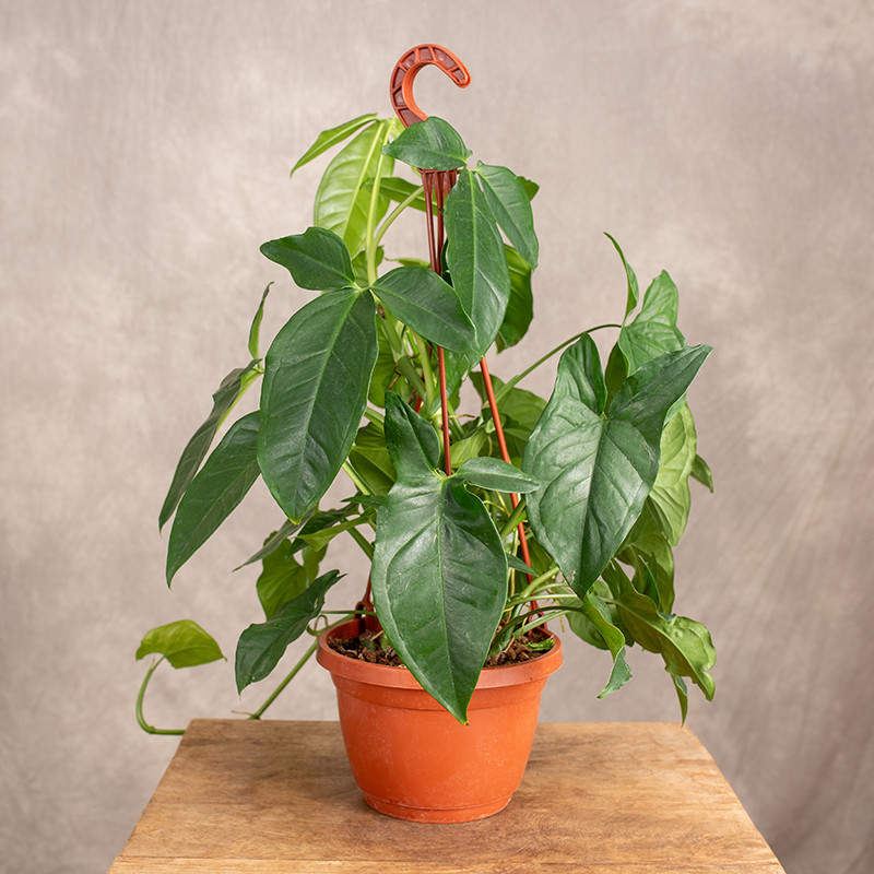Syngonium 'Trileaf Wonder'...