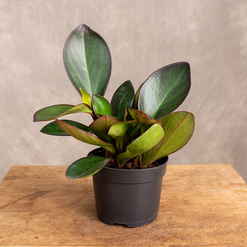 Peperomia 'Red Margi' | Mała