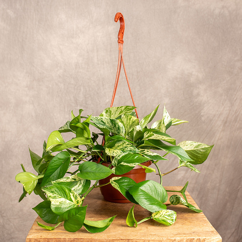Epipremnum 'Marble Queen' |...