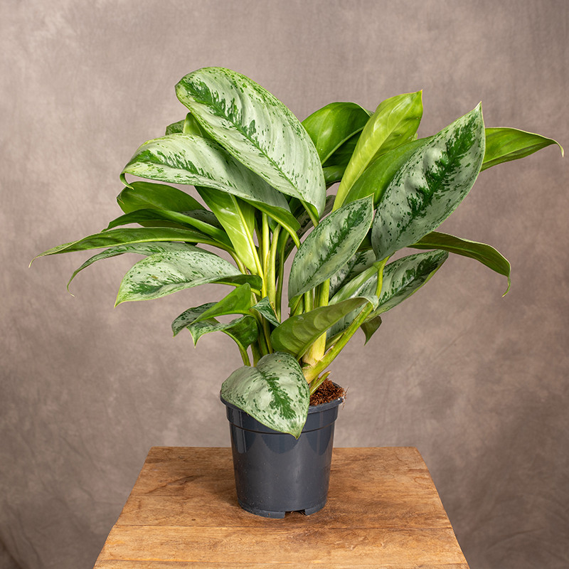 Aglonema 'Silver Frost'