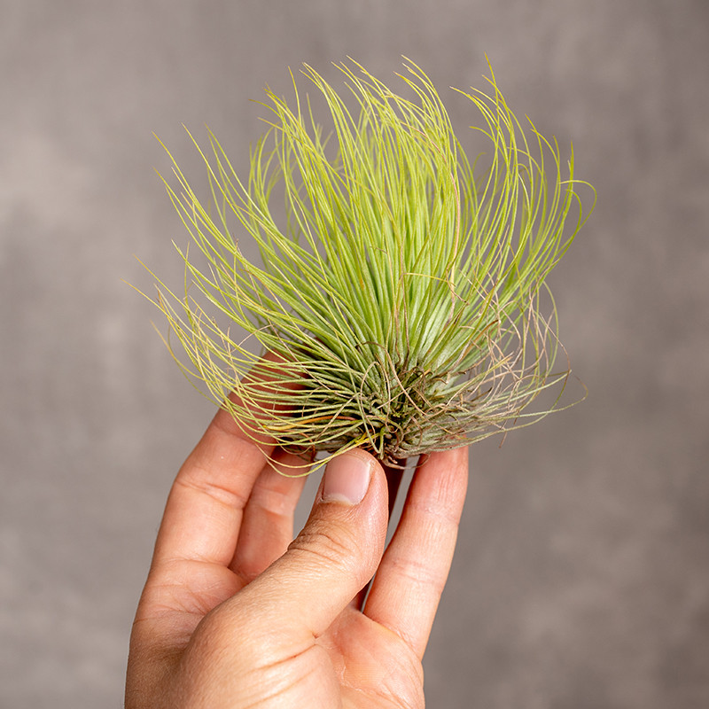 Tillandsia 'Andreana' XL |...