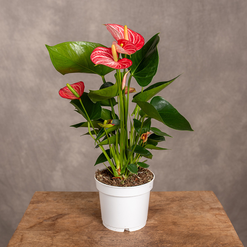 Anturium 'Livium Brillante'...