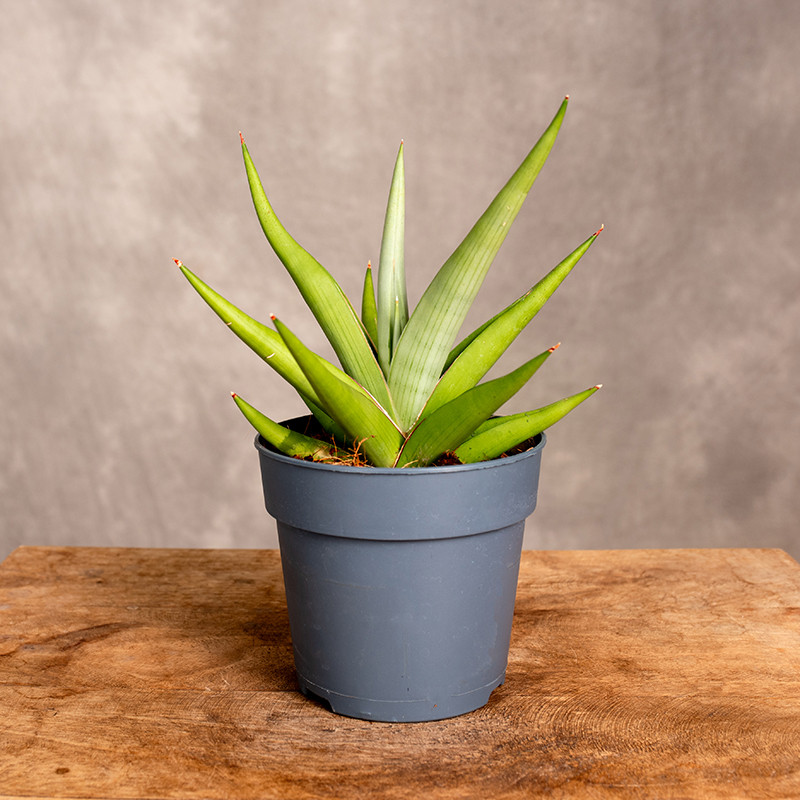 Sansewieria 'Chanin Crown'...