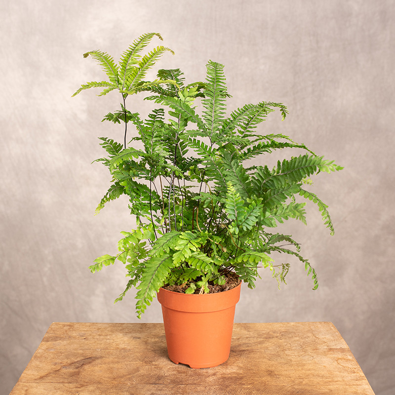 Adiantum 'Bronze Venus'