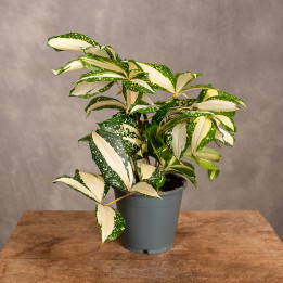 Dracena rozgałęziona 'Milky Way' | Tomaszewski