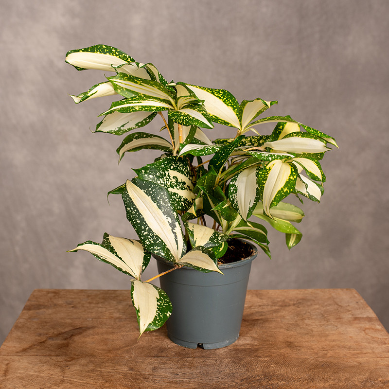 Dracena rozgałęziona 'Milky...