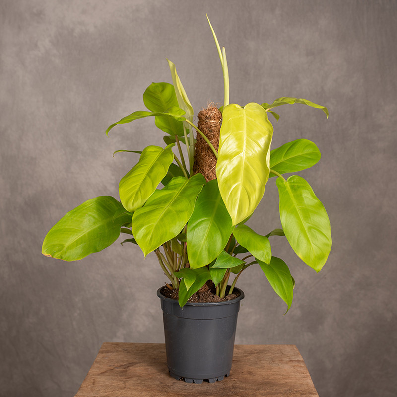 Filodendron 'Malay Gold' |...