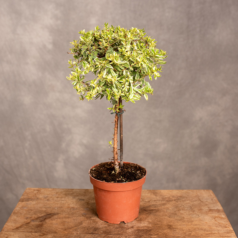 Mirt 'Variegata' | Na pniu