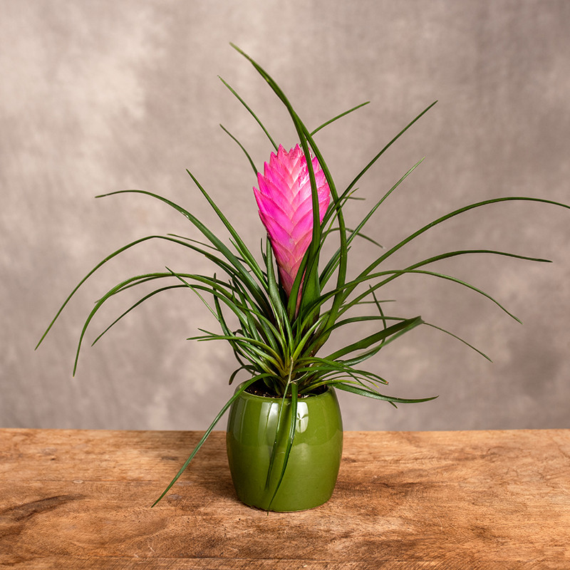 Oplątwa | Tillandsia cyanea...