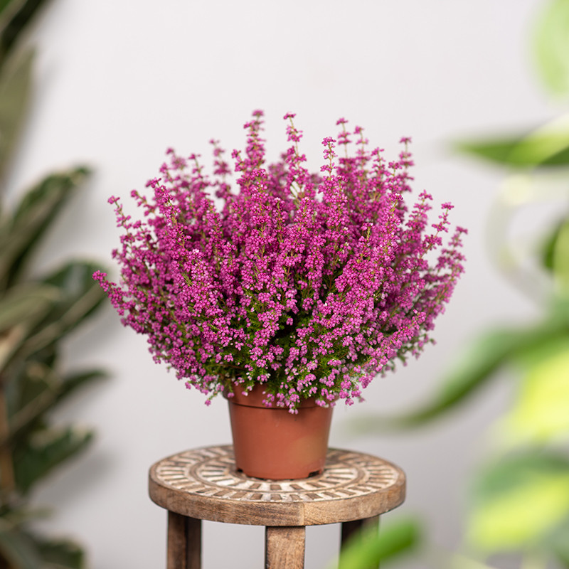 Wrzosiec 'Beauty'