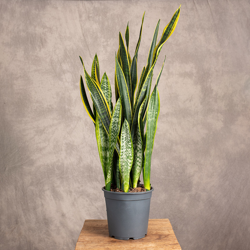 Sansewieria 'Yellow Golden'...