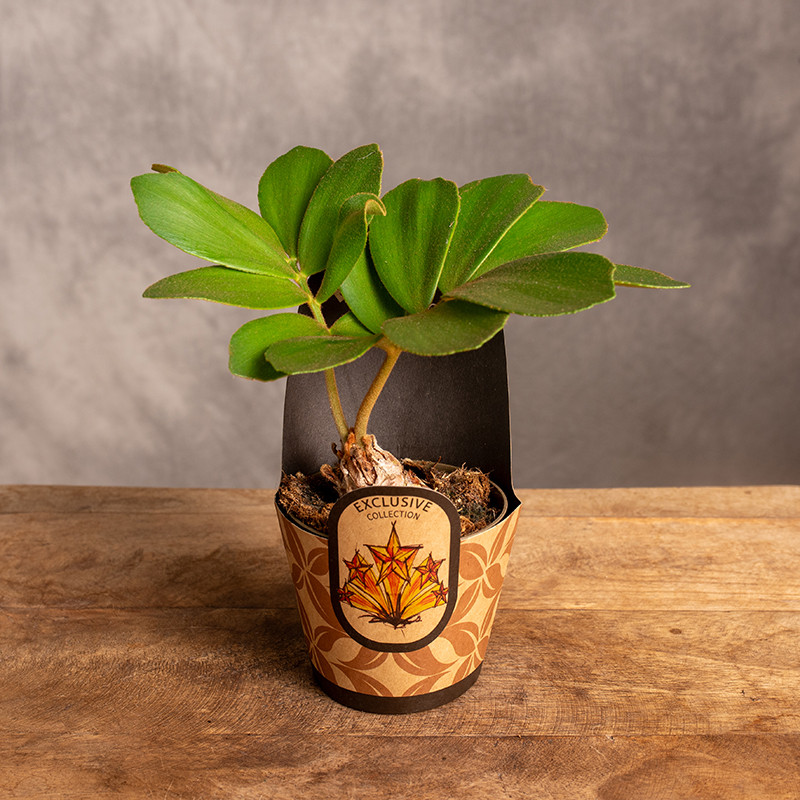 Zamia | Sagowiec jamajski |...