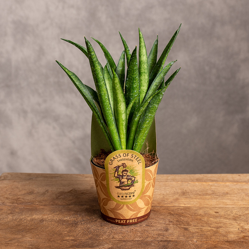 Sansewieria 'Hahnii Panthera'