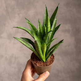 Sansewieria 'Hahnii Panthera' | Tomaszewski