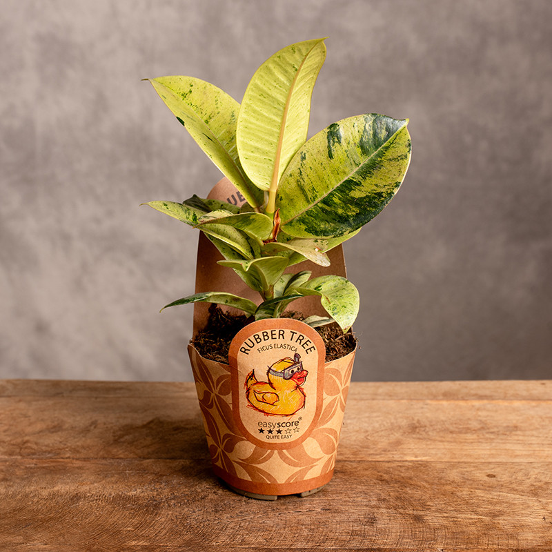 Fikus 'Moonshine' | Mini