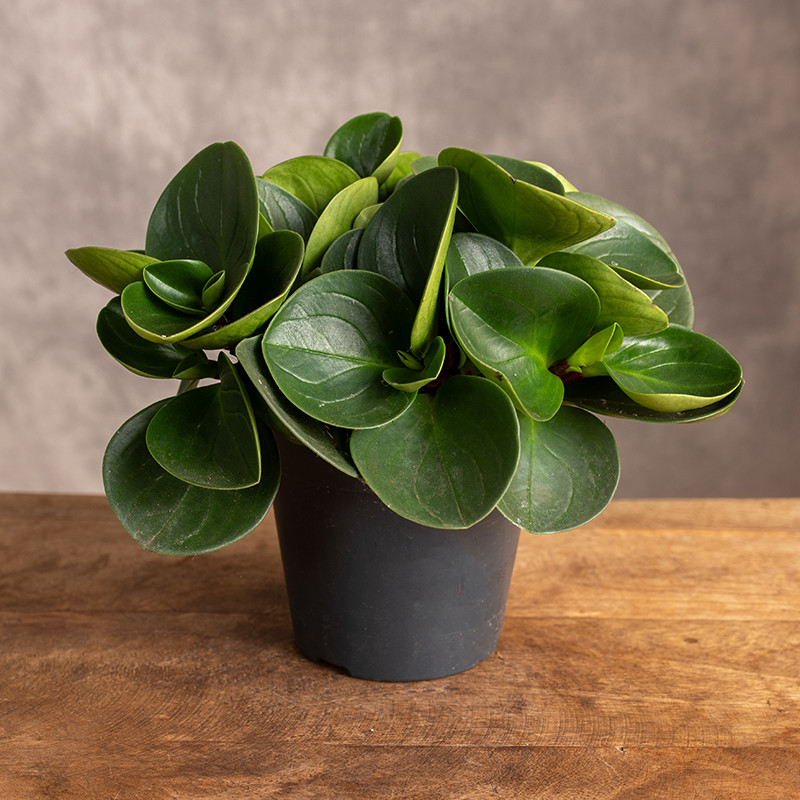 Peperomia obtusifolia 'Red...
