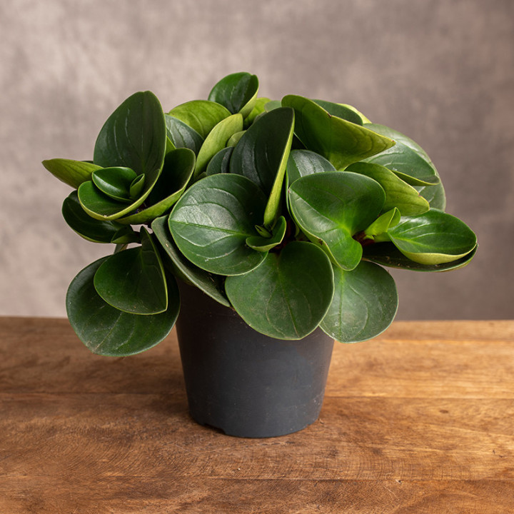 Peperomia obtusifolia 'Red Canyon' | Tomaszewski