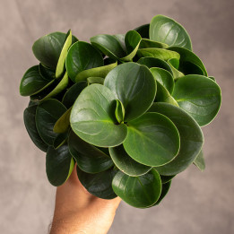 Peperomia obtusifolia 'Red Canyon' | Tomaszewski