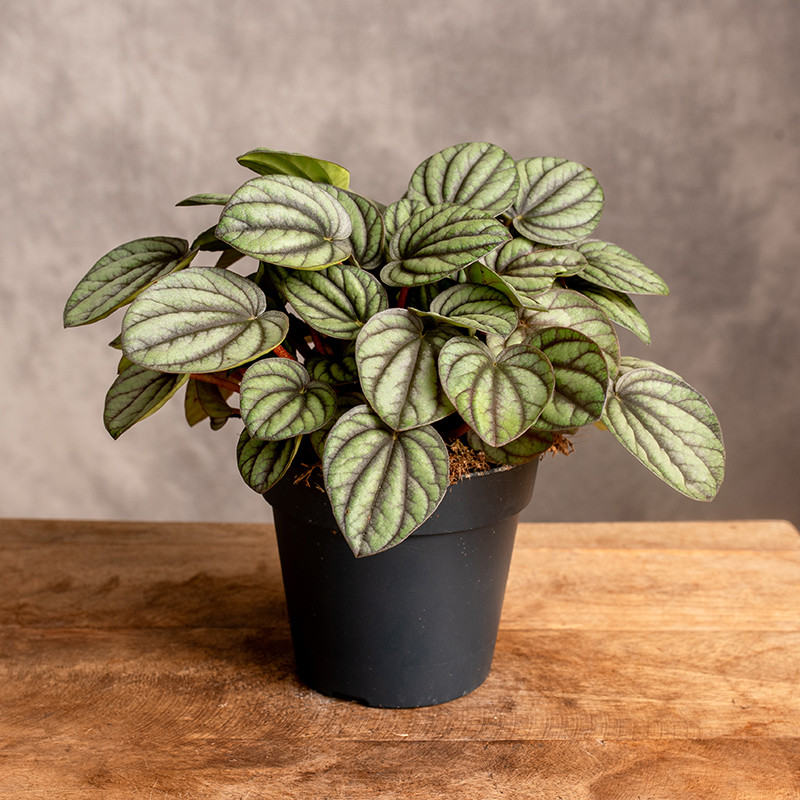 Peperomia 'Mystique'