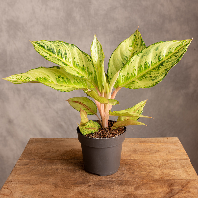 Aglonema 'Chartreuse...