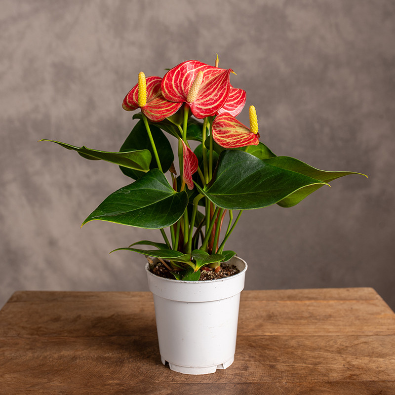 Anturium 'Livium Brillante'...