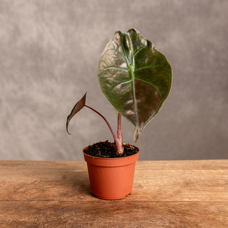 Alokazja 'Red Petiole' | Mini