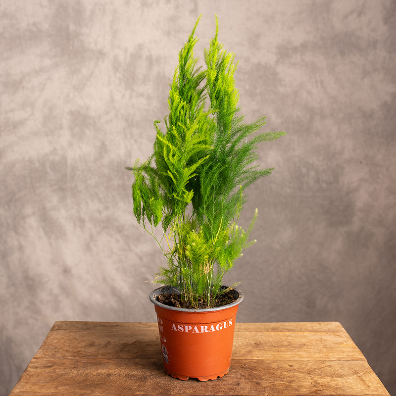 Asparagus 'Pyramidalis'