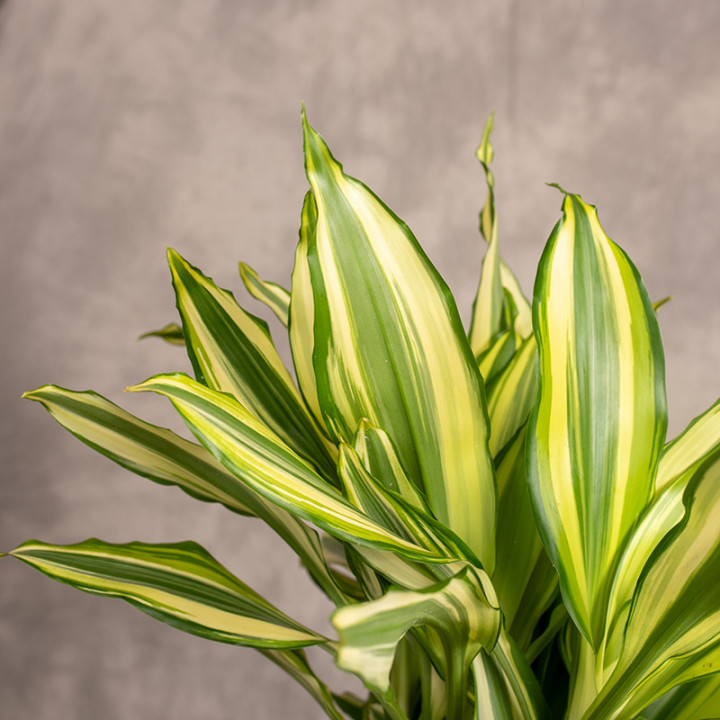 Dracena 'Diamond Dream' | Tomaszewski