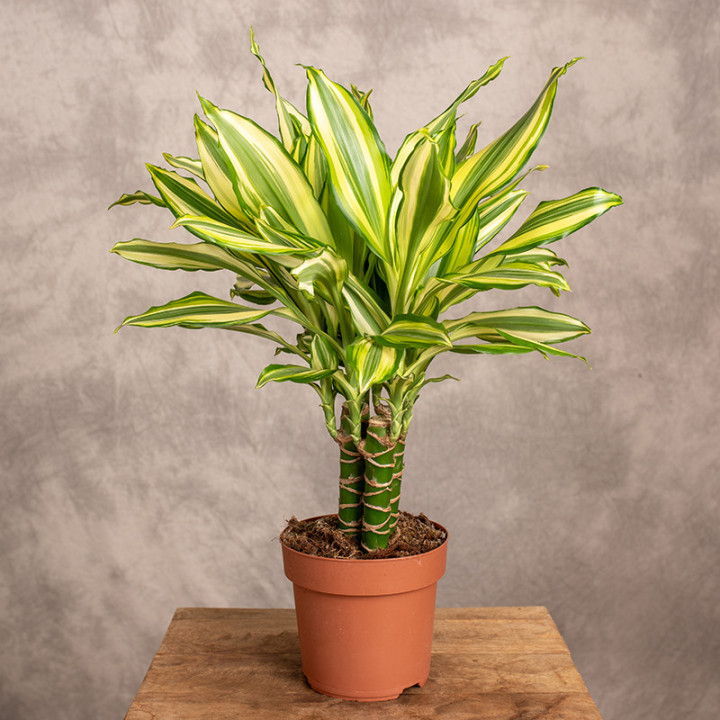 Dracena 'Diamond Dream' | Tomaszewski