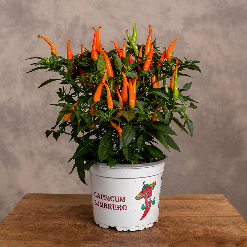 Papryczka 'Santos Orange'